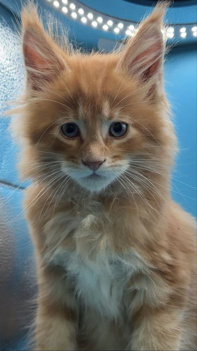 Продаются котята мейкун