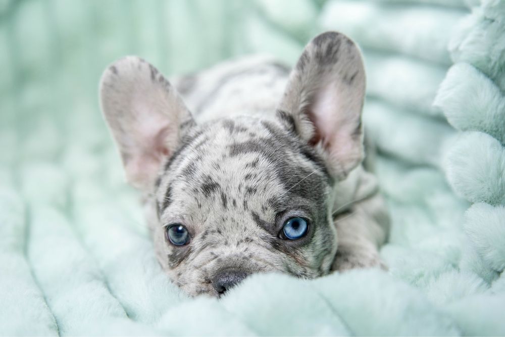 Bulldog francez blue merle