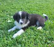 Vand femela Border Collie cu pedigree FCI
