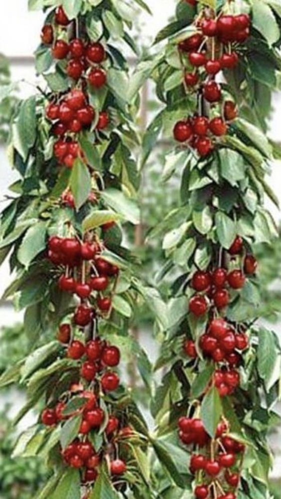 Pomi fructiferi columnari