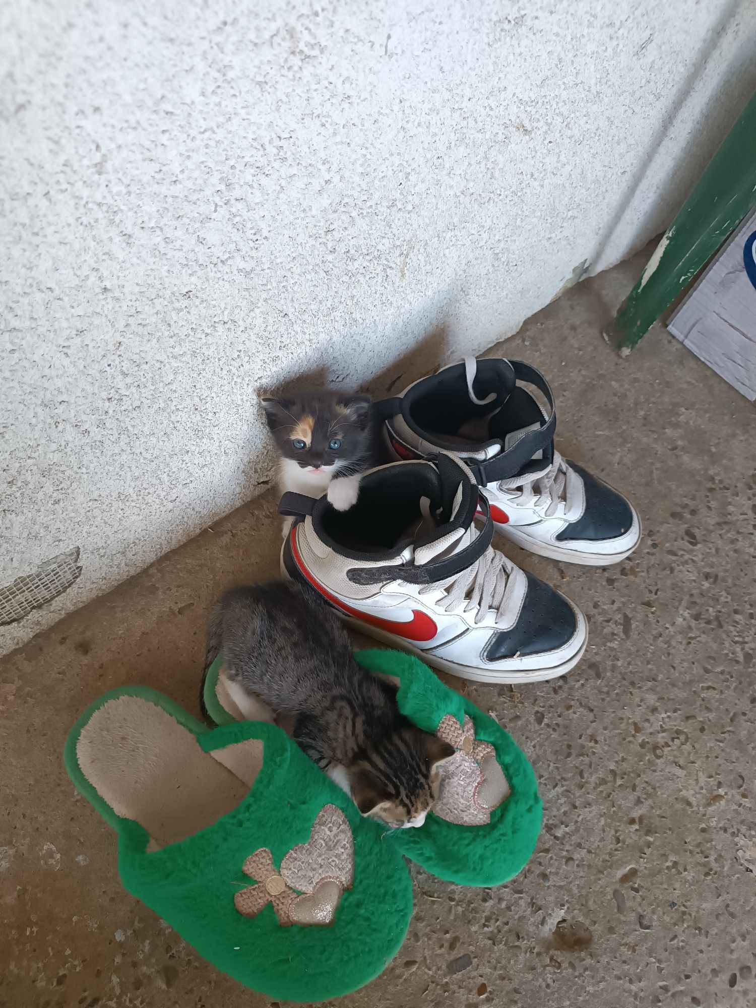 donez pui de pisica