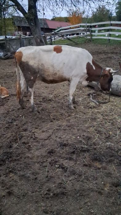 Vand 2  vaci de prăsilă