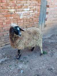 Продава се овца на 3то агне