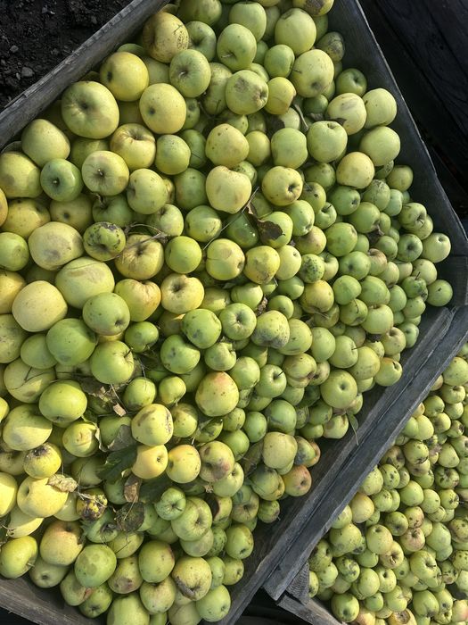 Vand mere pentru tuica/ suc