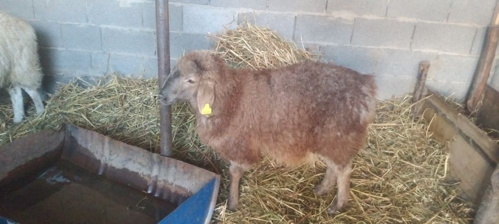 Токты сатам багасы келсимди