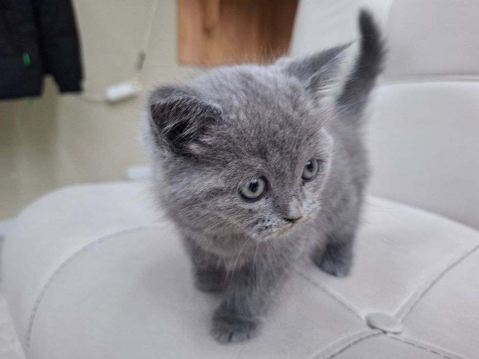 Scottish Fold britan 2 ayliq