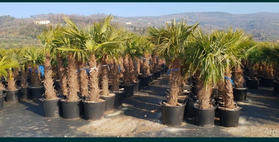 Vând palmieri trachycarpus fortunei rezistenți la îngheț