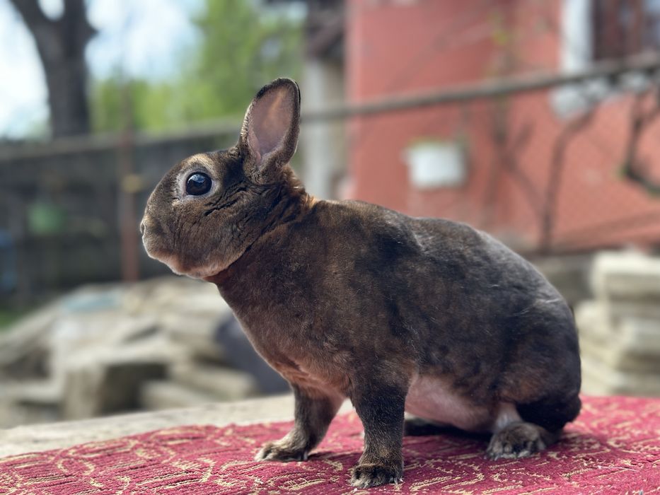 De vânzare mascul  Rex Pitic!