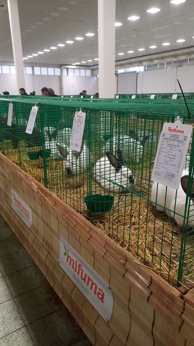 Iepuri Uriaș de Transilvania