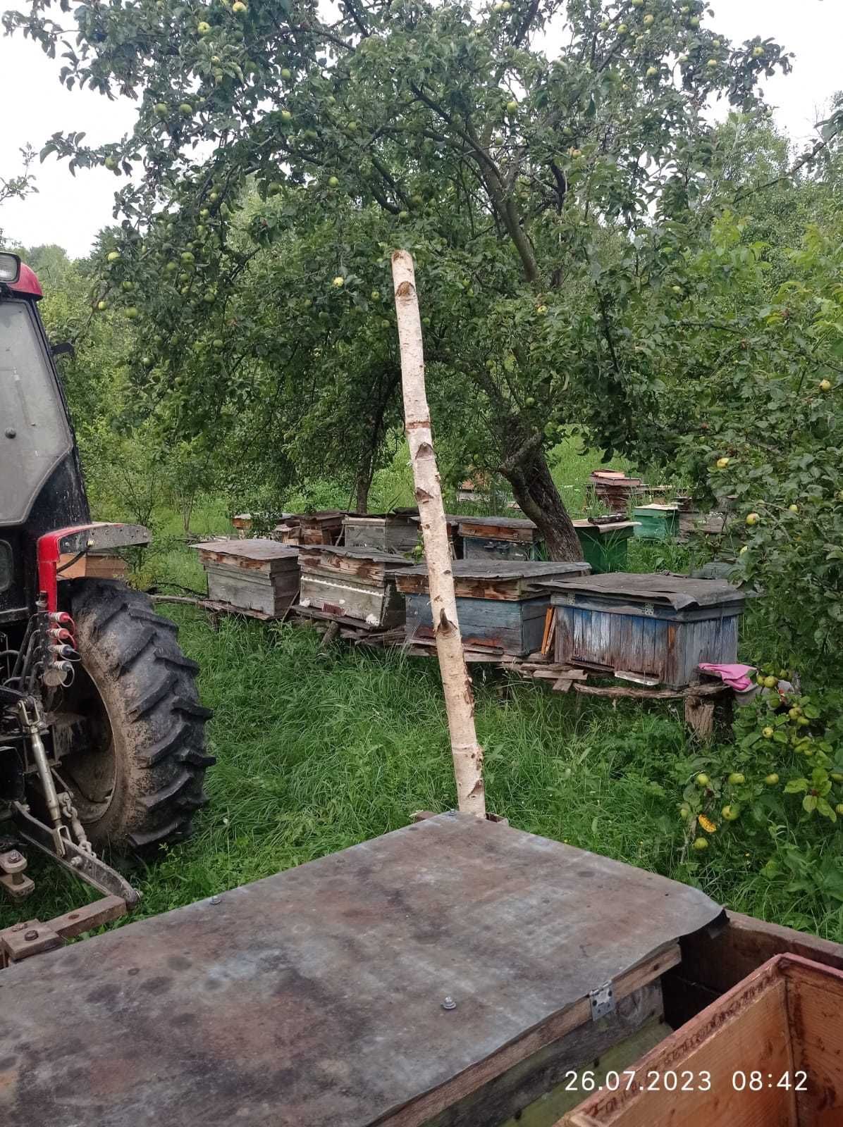 Vând 30 de familii de albine în Reșița.