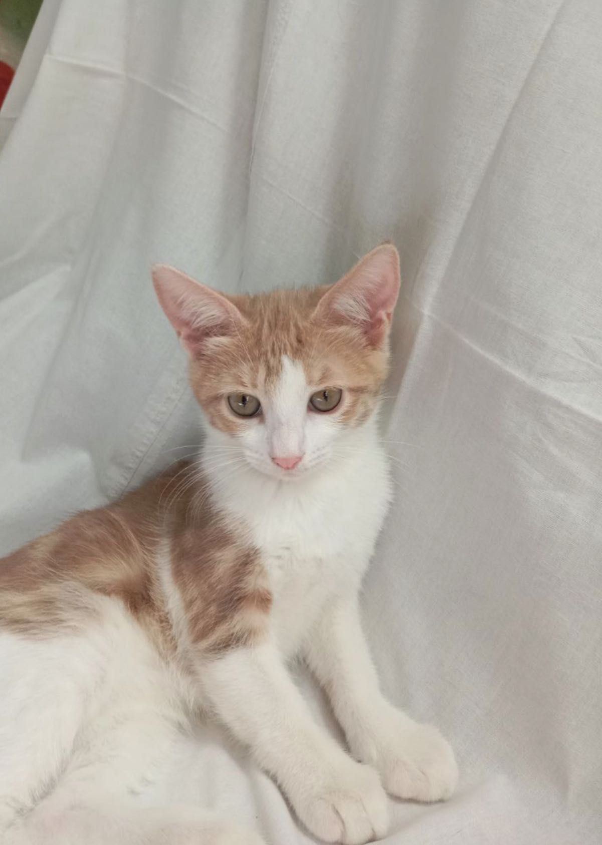 Котята в надежные , добрые руки
