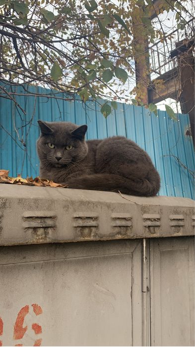 Молодая кошечка серого окраса