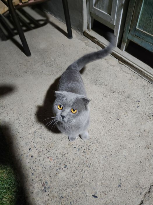 Скоттиш фолд и страйт мальчик