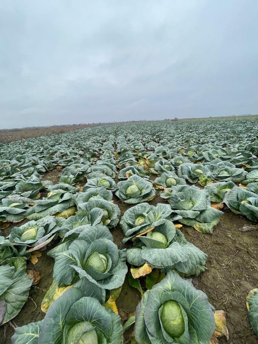 Varza bucharest si escazu