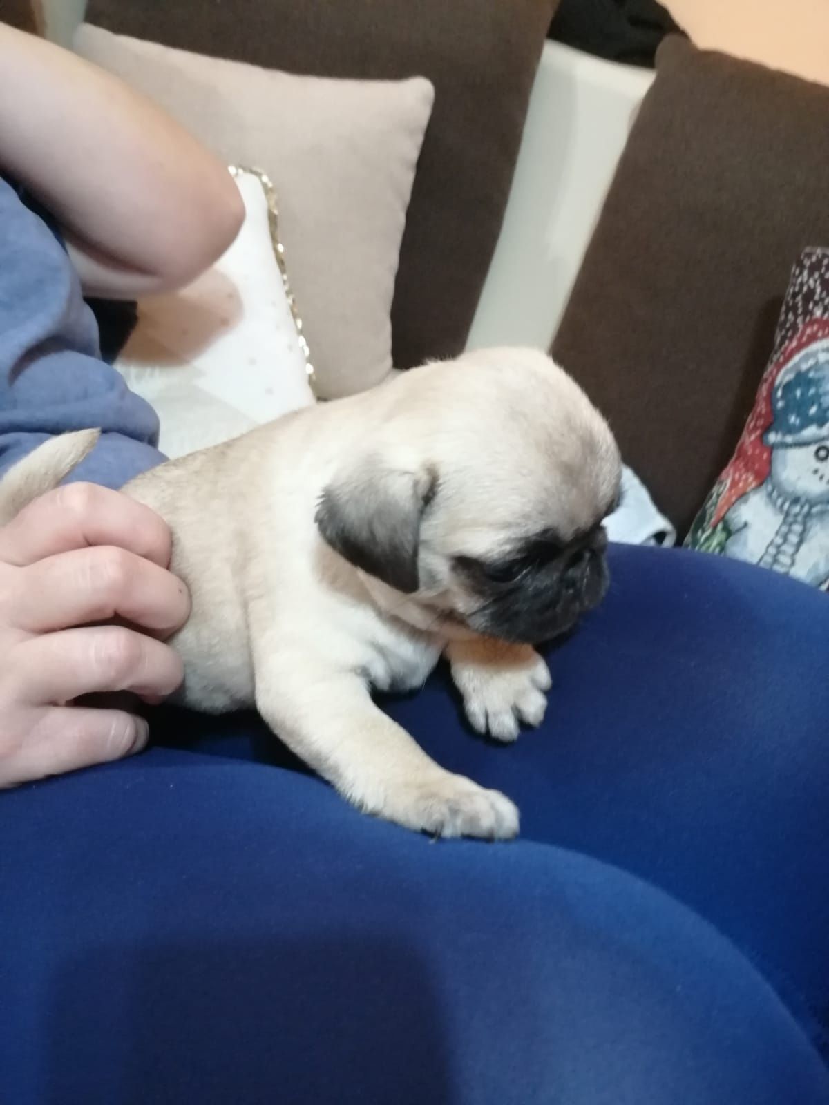 Puiut Mops Pug Carlino ajut cu transportul