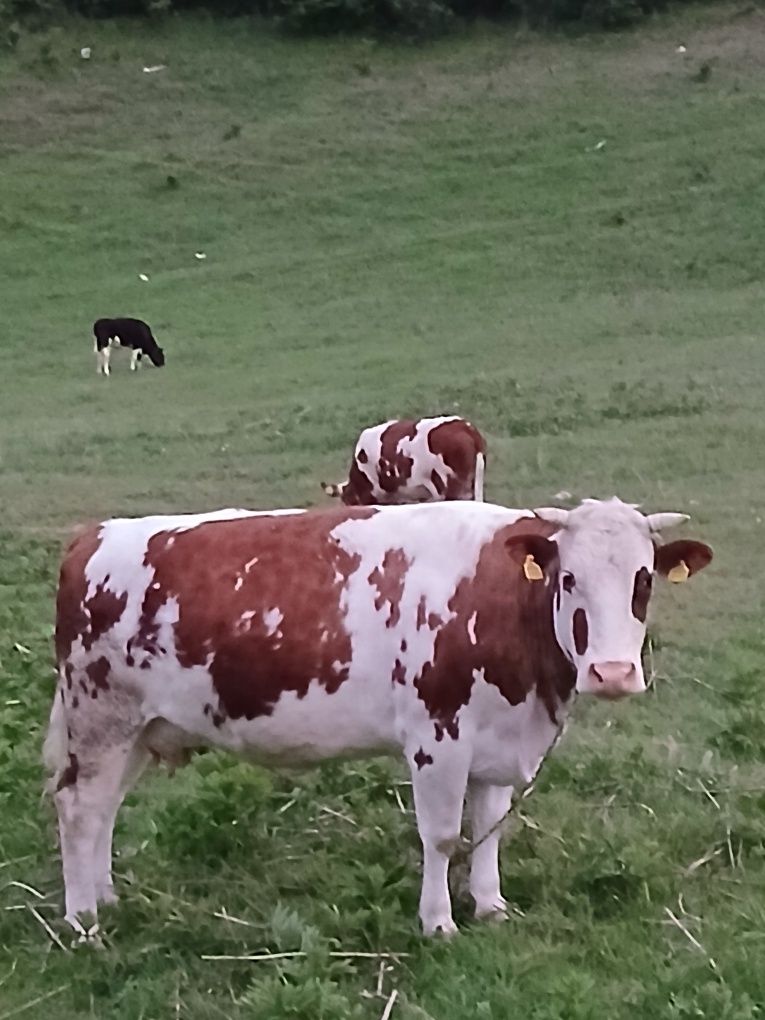 Vaca de vanzare  Baltată