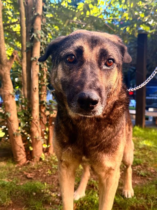 Лола – мудрая и нежная собака ищет свой дом