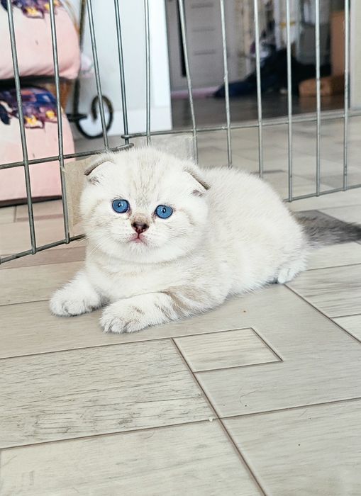 Бронь на шатланских котят милашек!