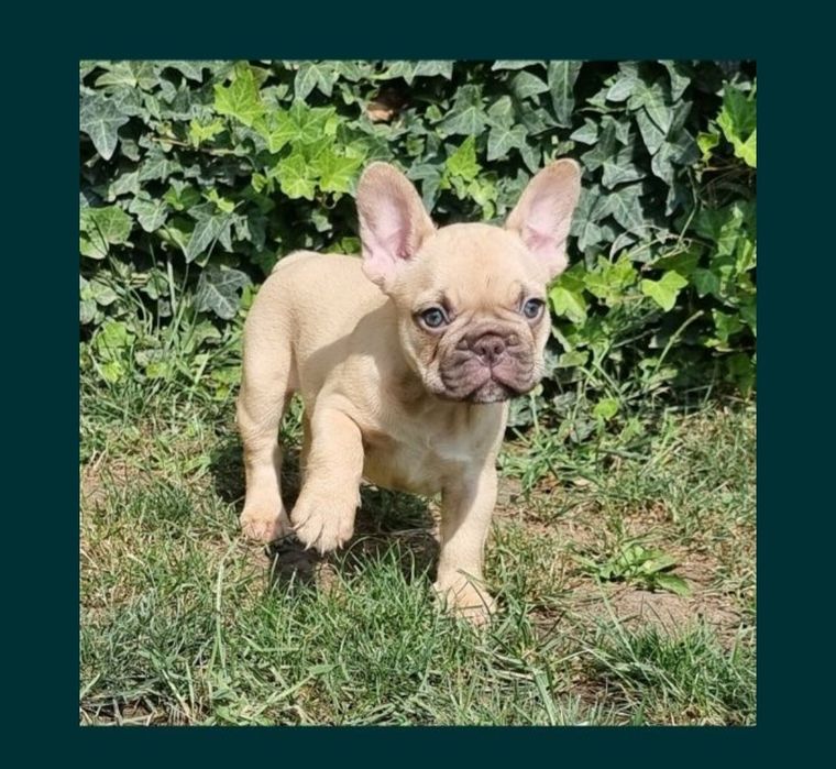 Bulldog francez femela pedigree