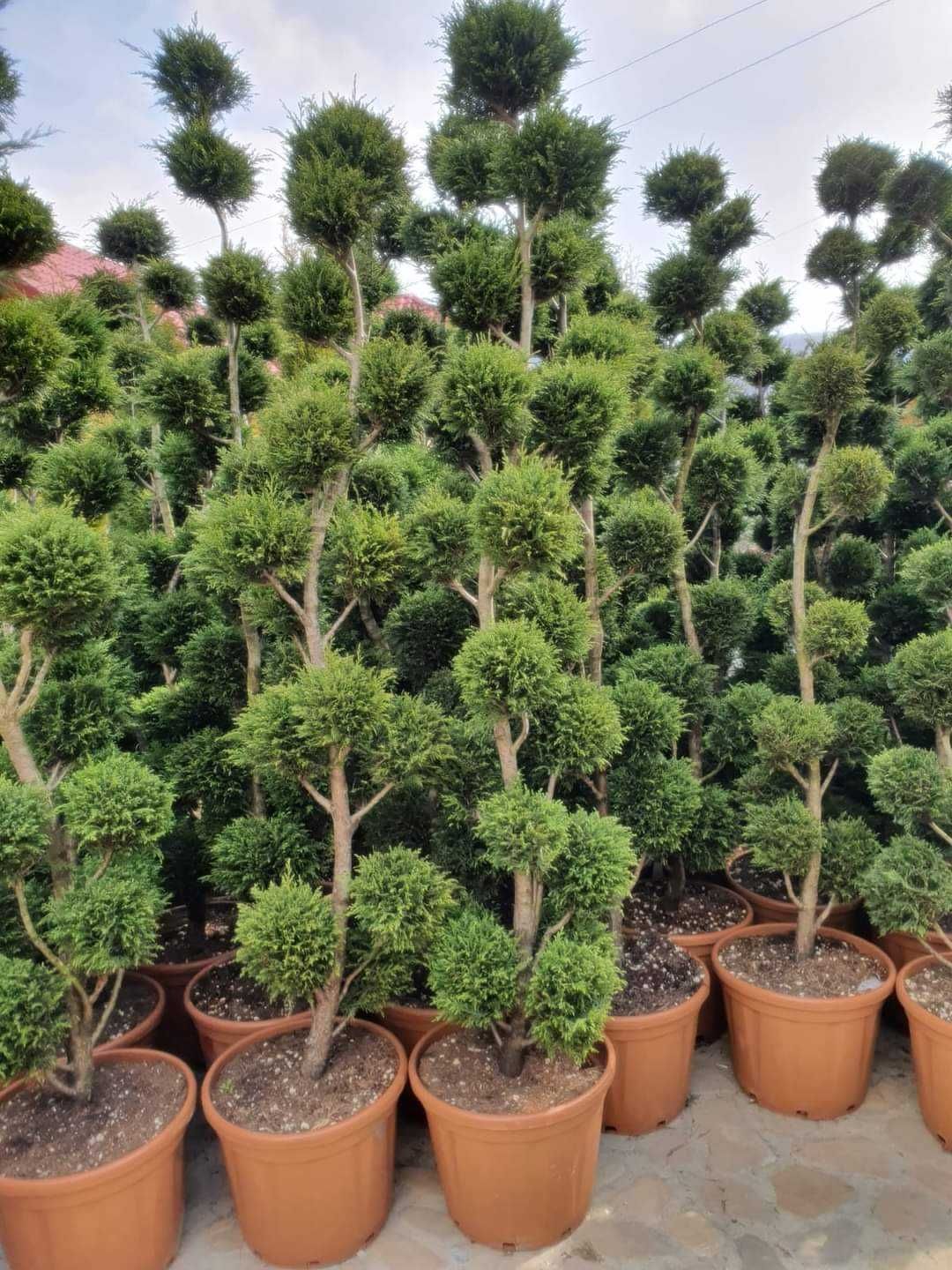 Tuia smarald magnolia grande flora bonsai cedrus