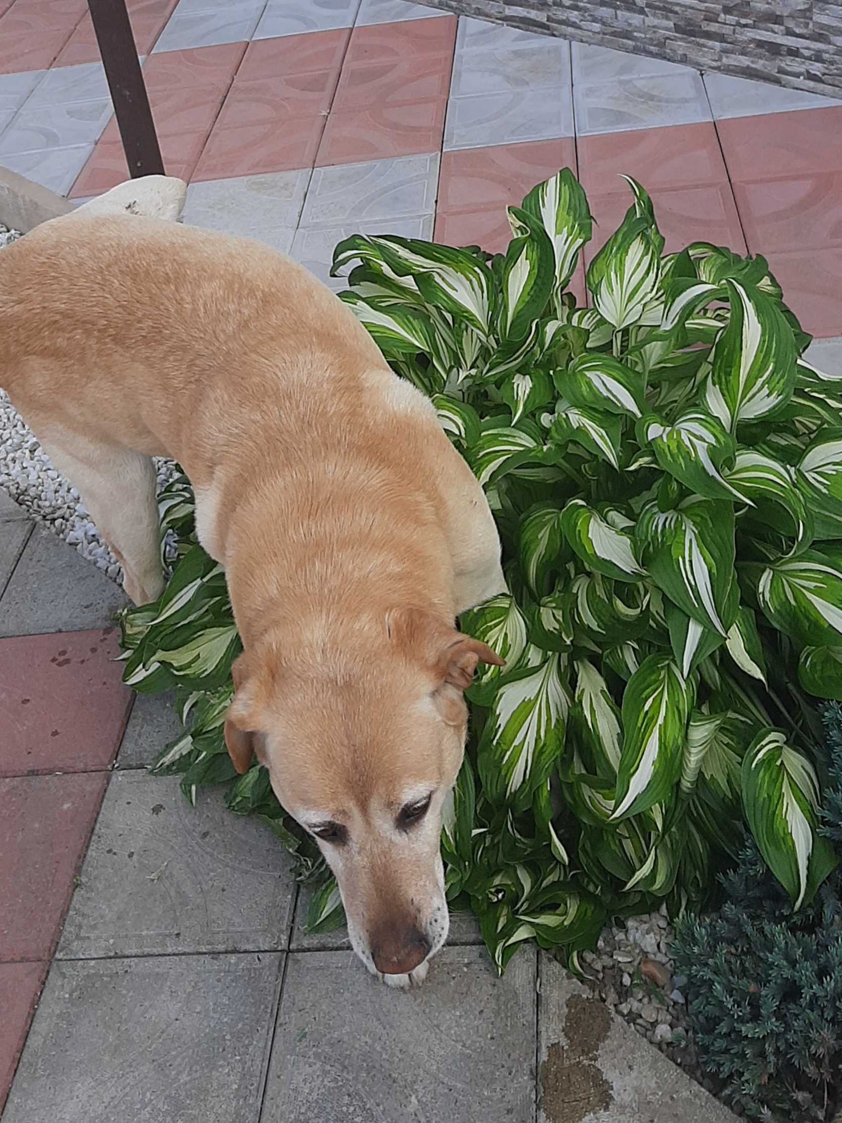 Donez câine din rasa labrador.