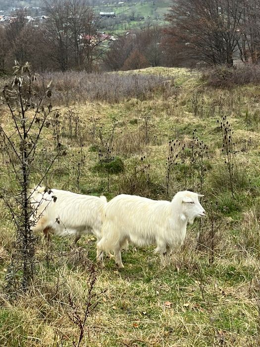 Vand 5 capre și un țap sannen