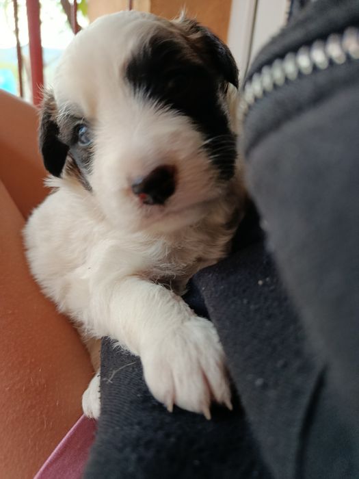 Pui de canine disponibili