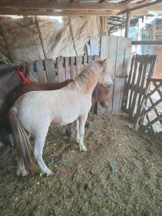 Vând ponei de 1an jumate Talie mica