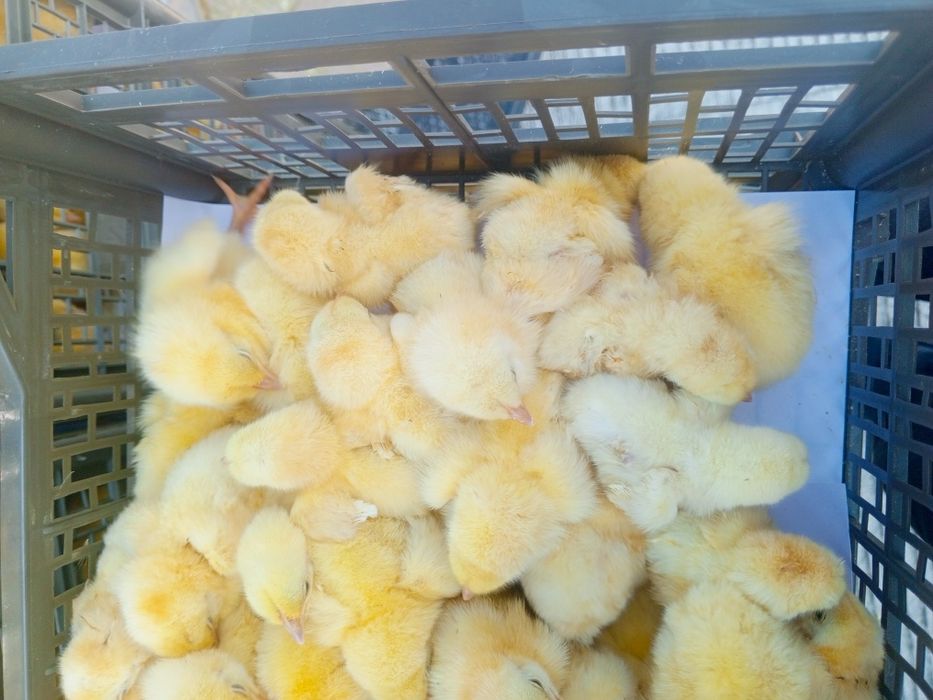 Broyler ross 308 jojalar sotiladi narhi 11000