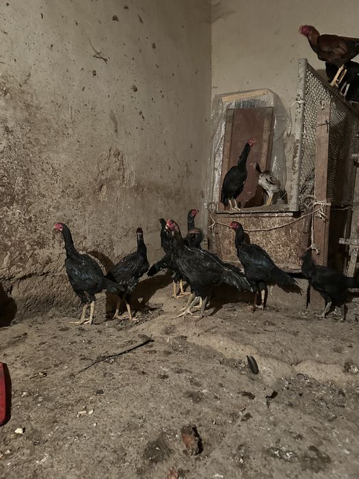 Dakan xoroz makyonlar sotiladi