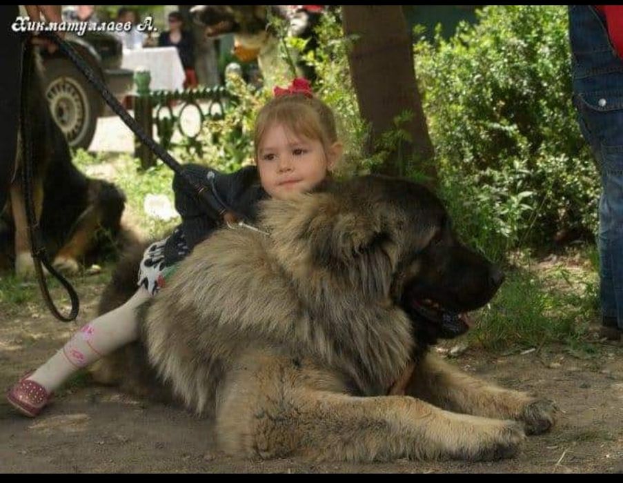 Кавказские овчарки