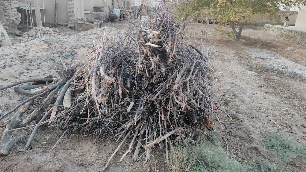 Отын бар кургак ериктин шакалары