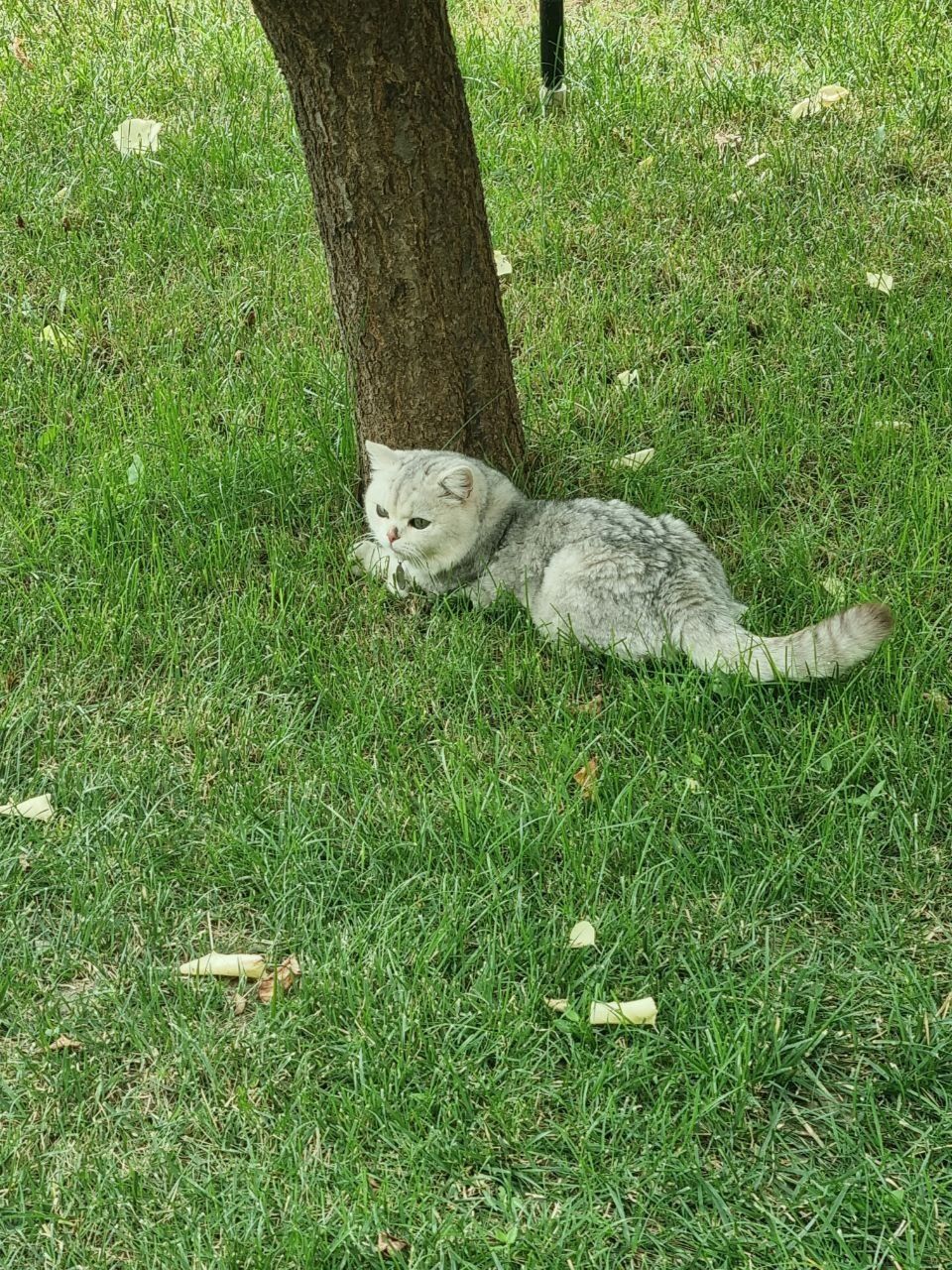 Кот для вязки, vyazka uchun