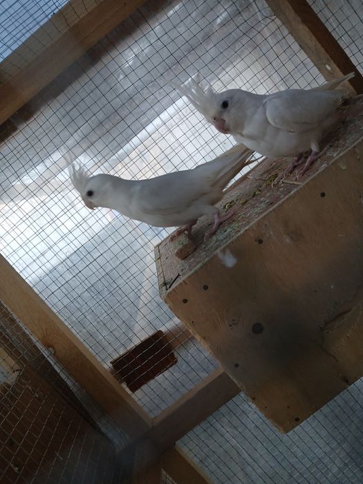 1 juft dubay karella sotiladi narxi 600 ming