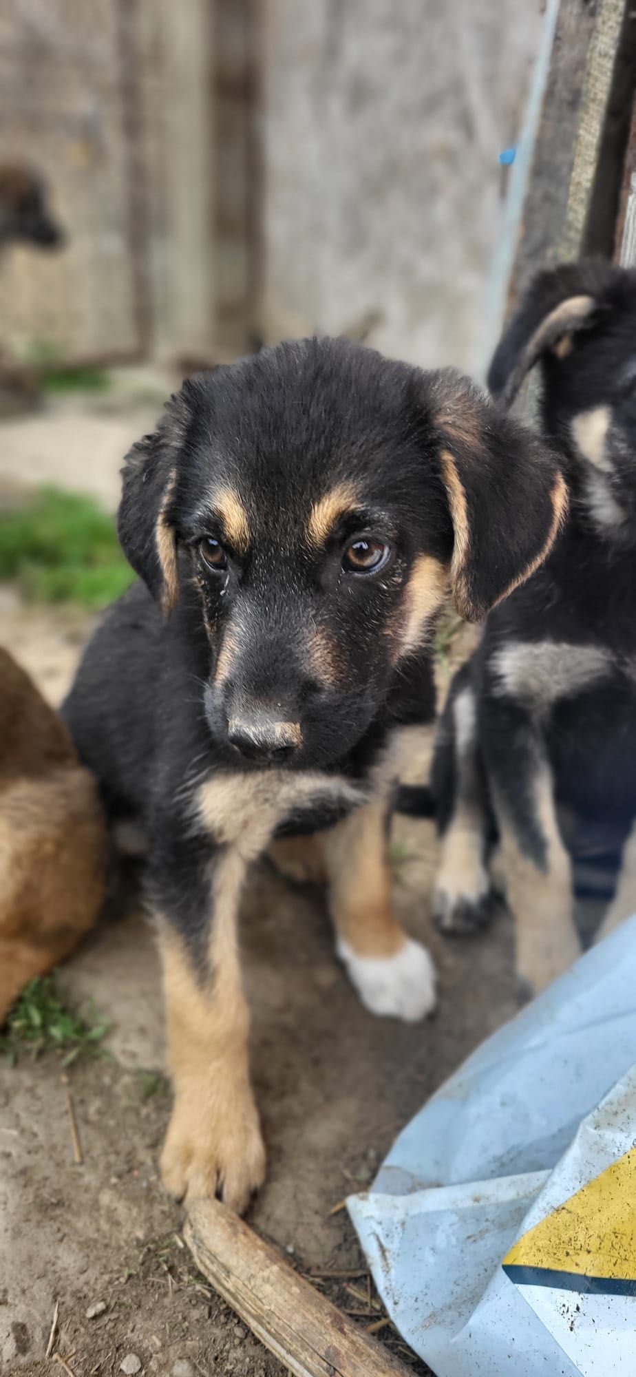 Un cățeluș adorabil își caută familie