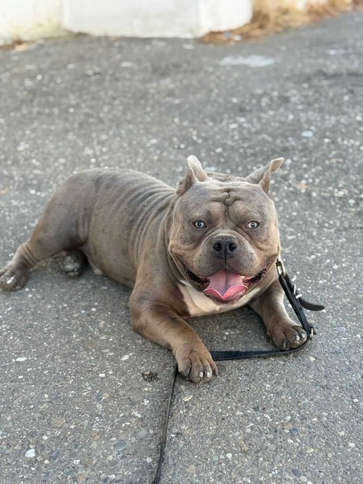 American Bully Deosebit