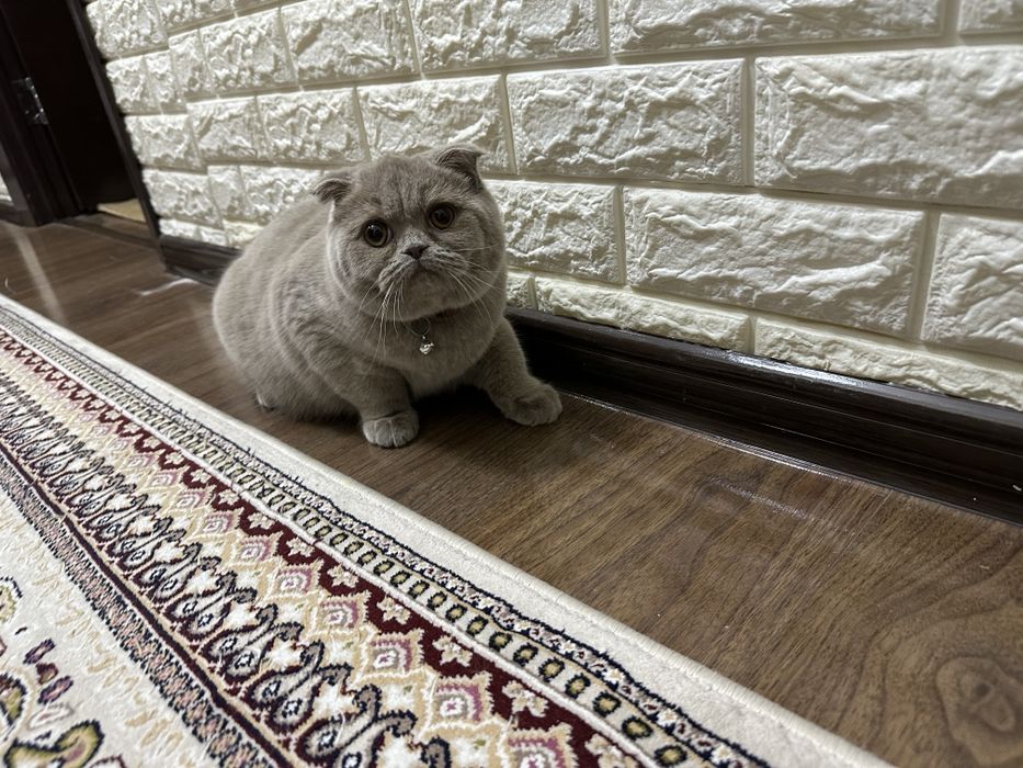 Продаю кошку парода Скоттиш фолд 7 месяцев