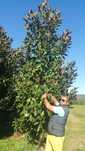 Magnolia grandiflora la ghiveci