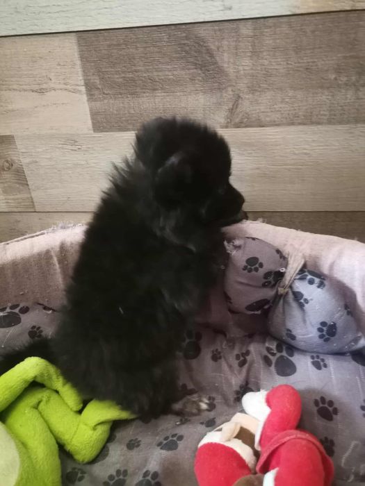 Шпиц померан момче момиче