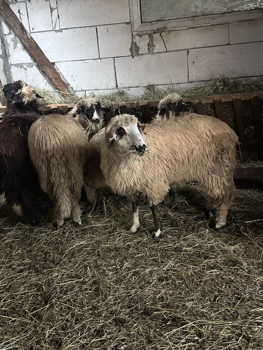 3 miele de vanzare