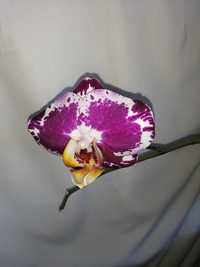 Орхидея комнатная