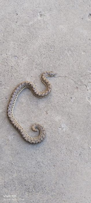 Колбар жылан бар