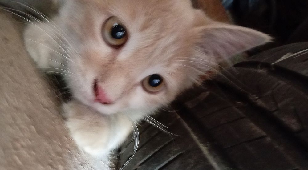 Yaxshi qollarga bereman  qiz , yuragi mexribin odamlar uchun