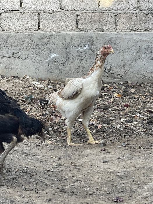 Dakan tovuq dakan дакан