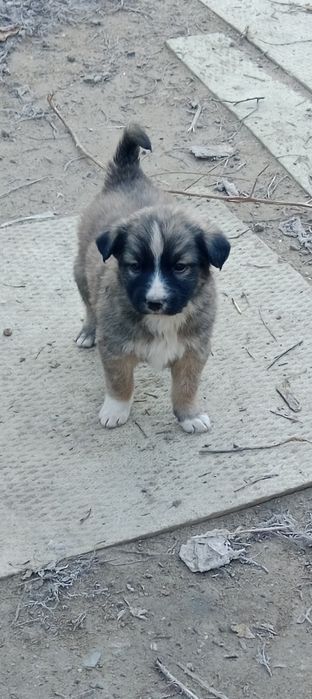 Отдам щенков 1,5 месяца в добрые руки.