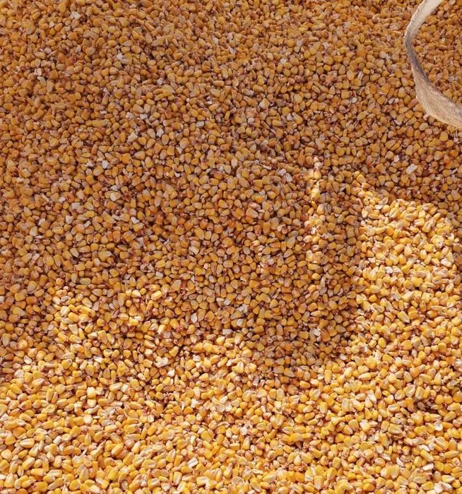 Царевица реколта 2025