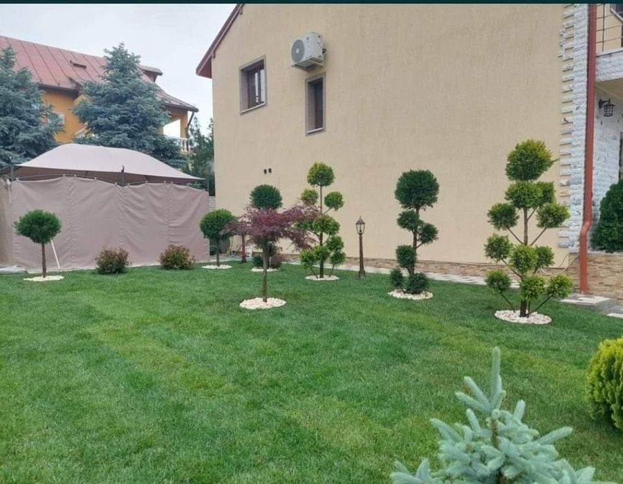 Leylandi cupressus, Livrare gratuita oriunde în Țară