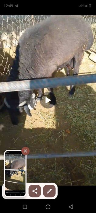 Qoʻchqor katta kogon