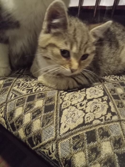 Donez pui de pisica europeana