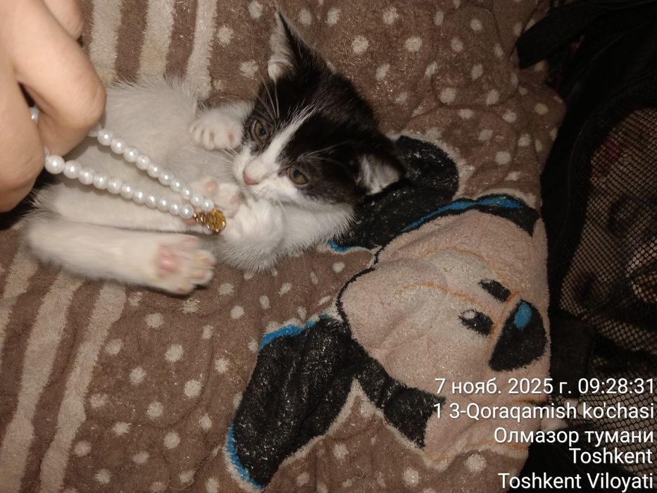 Котята  2 месяца